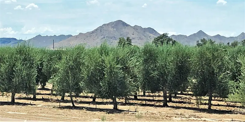Olive grove of the Queen Creek Olive Mill on N Gary Road, mountains behind, Queen Creek, Arizona